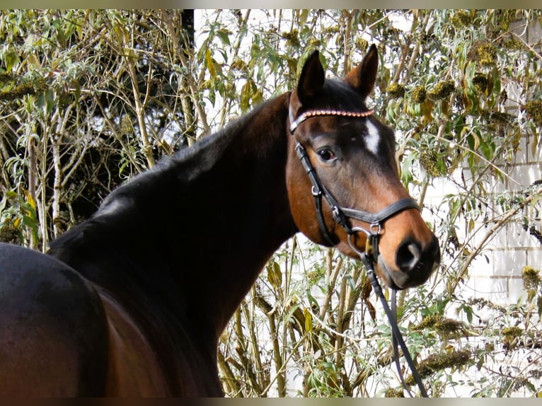 Hannoveriano Caballo castrado 5 años 168 cm Castaño oscuro in Winhöring