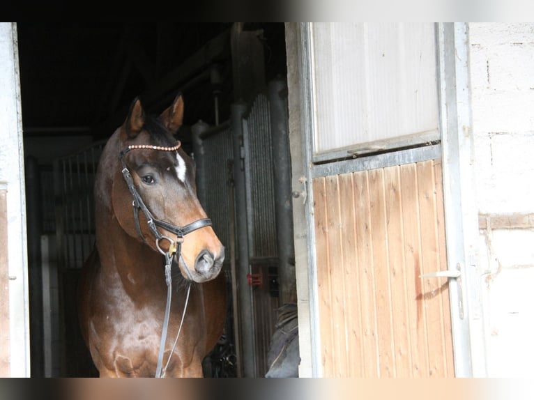 Hannoveriano Caballo castrado 5 años 168 cm Castaño oscuro in Winhöring