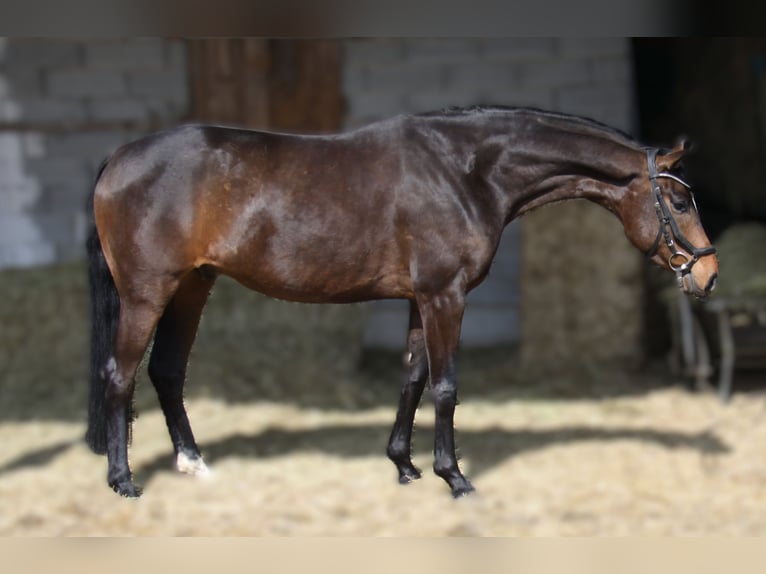 Hannoveriano Caballo castrado 5 años 168 cm Castaño oscuro in Winhöring