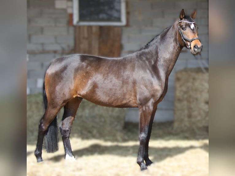 Hannoveriano Caballo castrado 5 años 168 cm Castaño oscuro in Winhöring