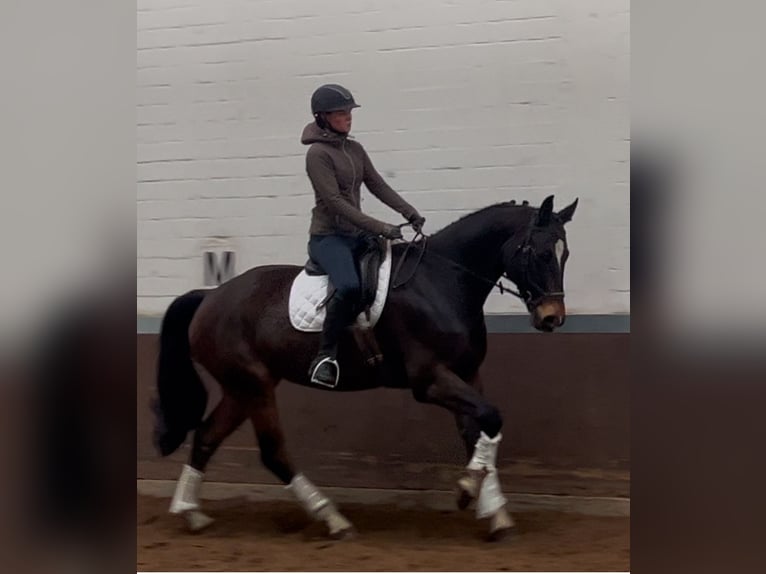 Hannoveriano Caballo castrado 5 años 168 cm Castaño oscuro in Nienburg (Weser)