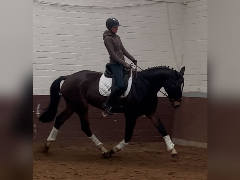 Hannoveriano Caballo castrado 5 años 168 cm Castaño oscuro in Nienburg (Weser)