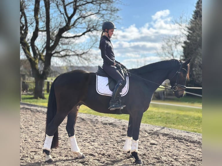 Hannoveriano Caballo castrado 5 años 168 cm Castaño oscuro in Dransfeld