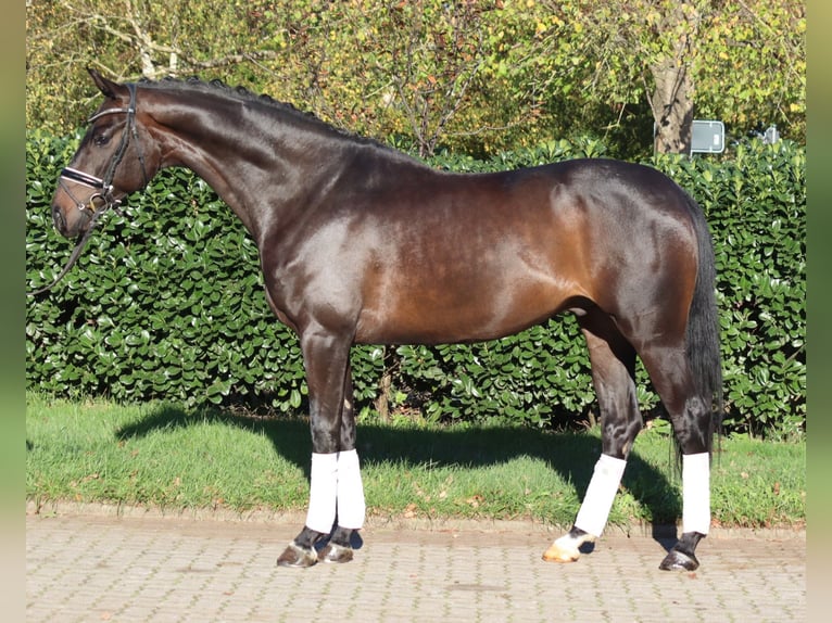 Hannoveriano Caballo castrado 5 años 168 cm Castaño oscuro in Selsingen
