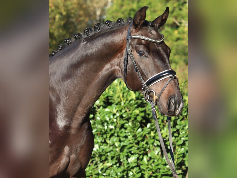 Hannoveriano Caballo castrado 5 años 168 cm Castaño oscuro in Selsingen