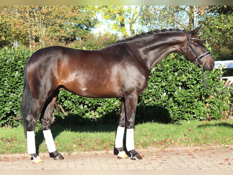 Hannoveriano Caballo castrado 5 años 168 cm Castaño oscuro in Selsingen