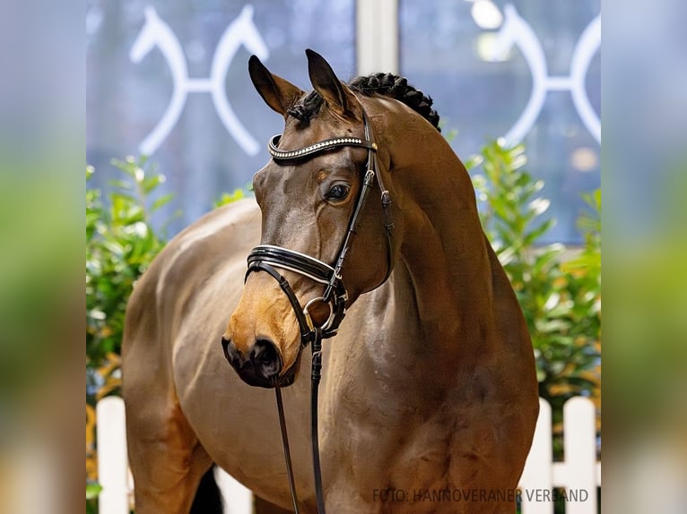 Hannoveriano Caballo castrado 5 años 168 cm Castaño oscuro in Verden