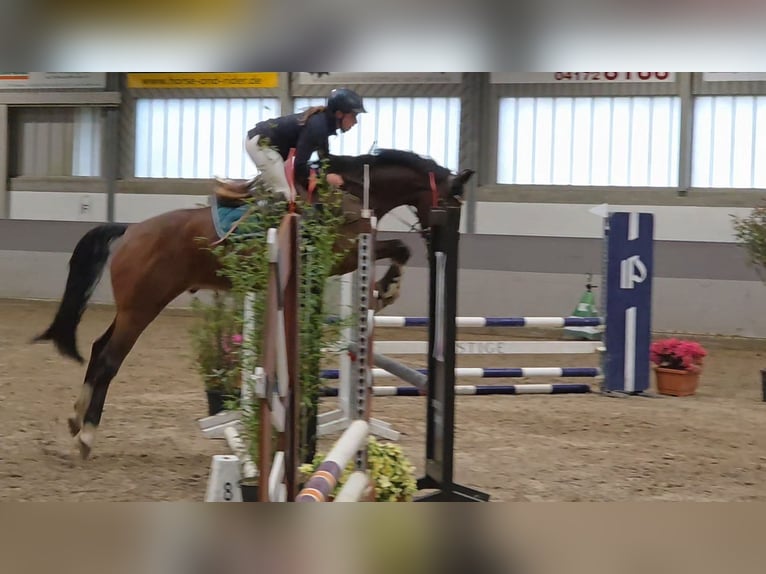 Hannoveriano Caballo castrado 5 años 168 cm Castaño oscuro in Braunschweig