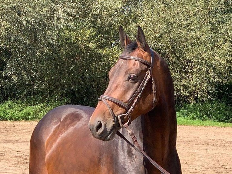 Hannoveriano Caballo castrado 5 años 168 cm Castaño oscuro in Verden (Aller)