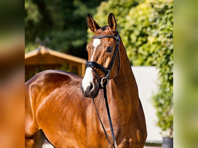 Hannoveriano Caballo castrado 5 años 168 cm Castaño oscuro in Verden