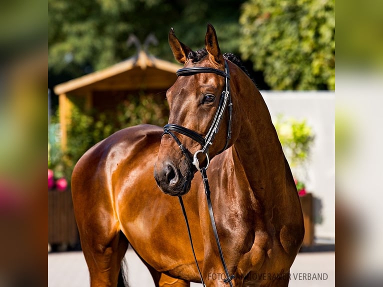 Hannoveriano Caballo castrado 5 años 168 cm Castaño oscuro in Verden