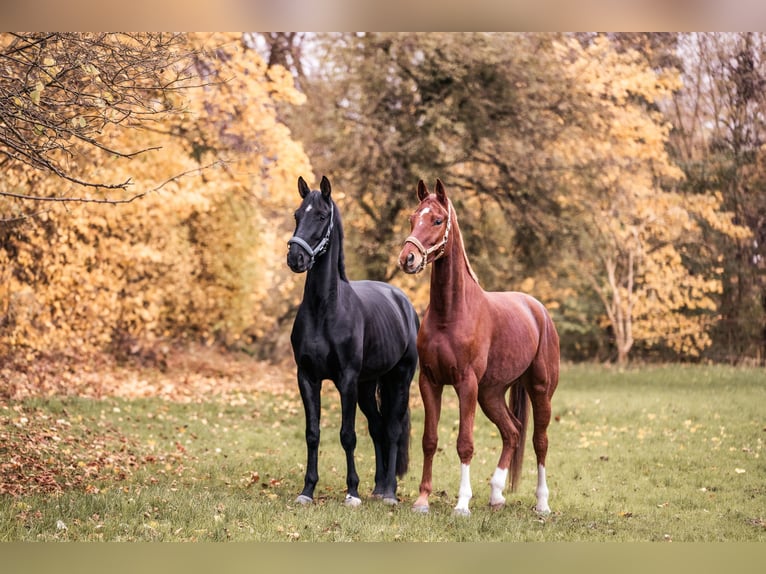 Hannoveriano Caballo castrado 5 años 168 cm Morcillo in Seesen