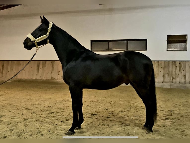 Hannoveriano Caballo castrado 5 años 168 cm Morcillo in Böheimkirchen