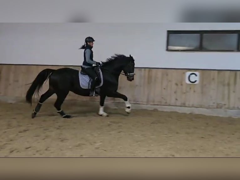 Hannoveriano Caballo castrado 5 años 168 cm Morcillo in Böheimkirchen