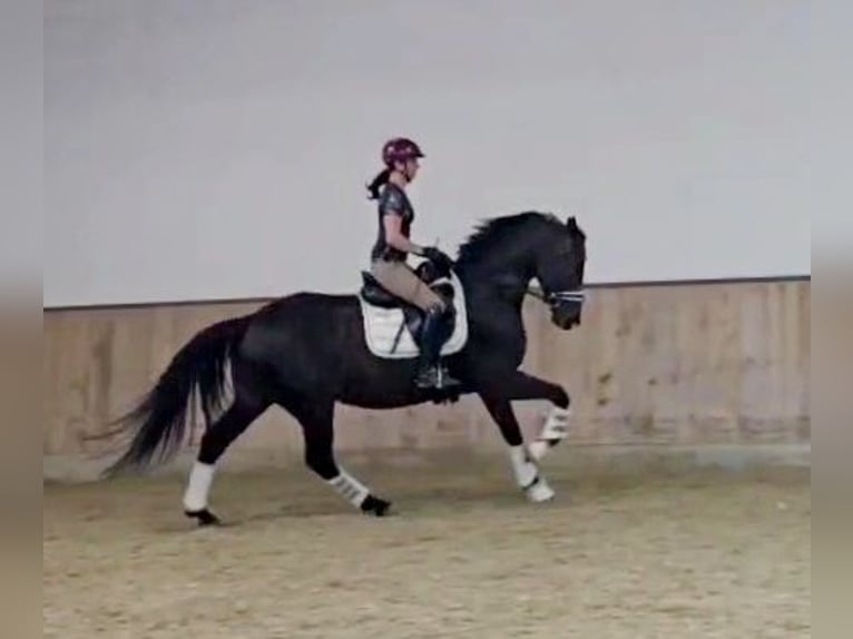 Hannoveriano Caballo castrado 5 años 168 cm Morcillo in Böheimkirchen