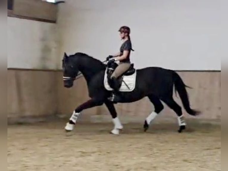 Hannoveriano Caballo castrado 5 años 168 cm Morcillo in Böheimkirchen
