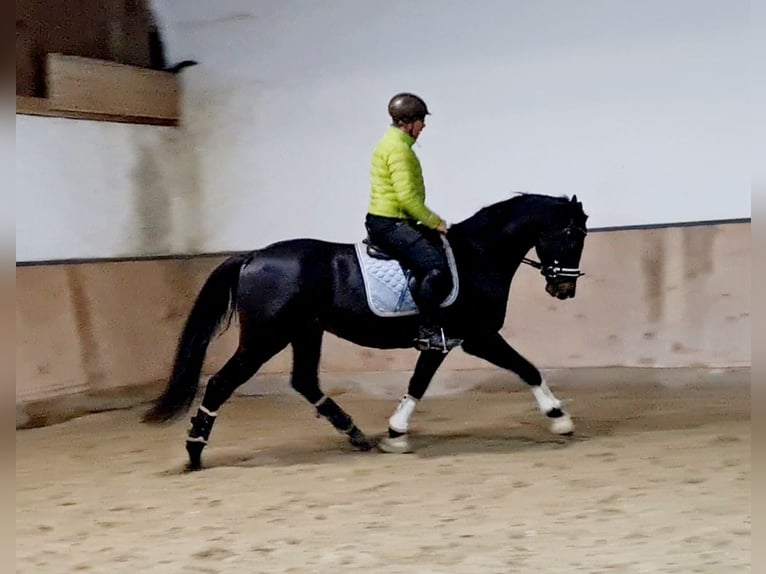 Hannoveriano Caballo castrado 5 años 168 cm Morcillo in Böheimkirchen