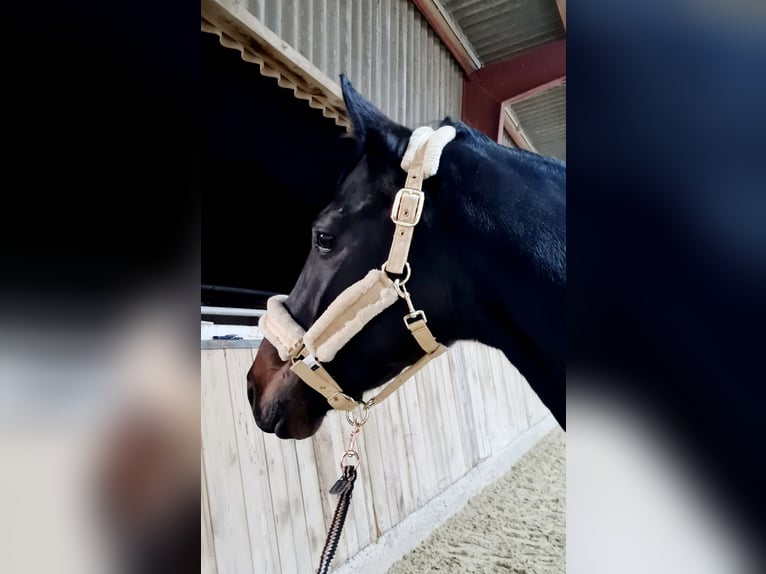 Hannoveriano Caballo castrado 5 años 168 cm Morcillo in Böheimkirchen