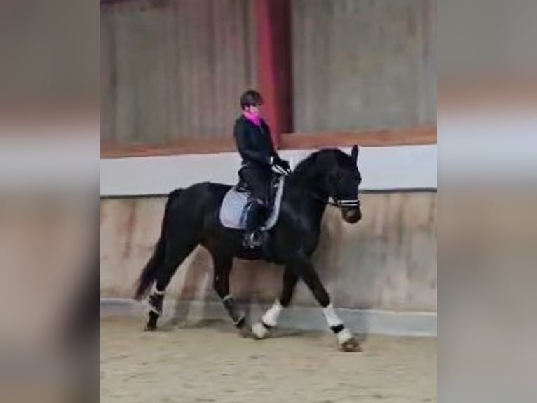 Hannoveriano Caballo castrado 5 años 168 cm Morcillo in Böheimkirchen