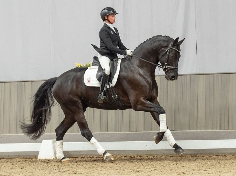 Hannoveriano Caballo castrado 5 años 168 cm Morcillo in Münster-Handorf