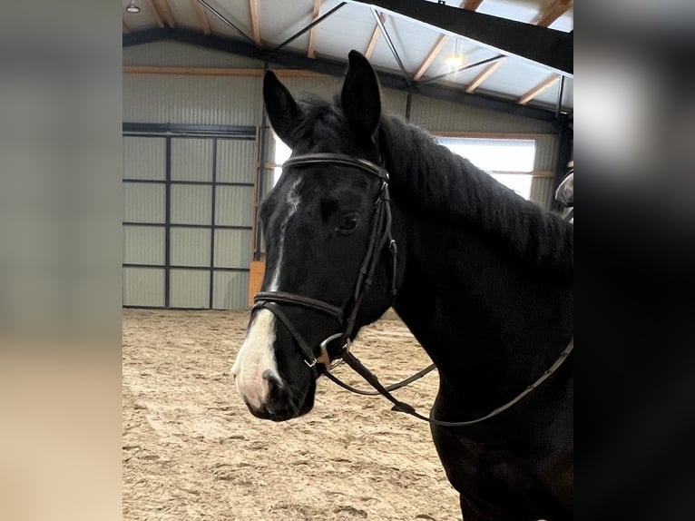 Hannoveriano Caballo castrado 5 años 168 cm Morcillo in Sittensen