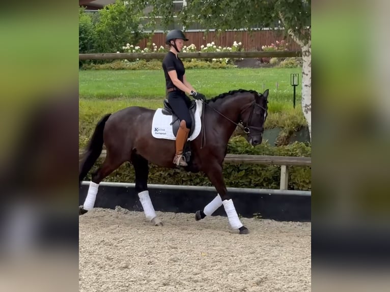 Hannoveriano Caballo castrado 5 años 168 cm Negro in Bad Orb