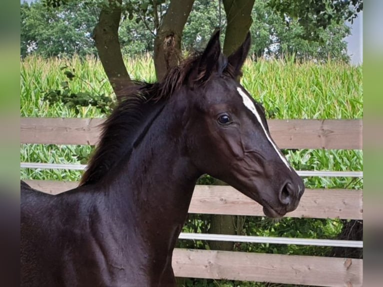 Hannoveriano Caballo castrado 5 años 168 cm Negro in Bad Orb