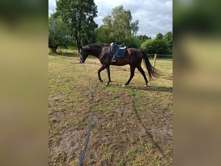 Hannoveriano Caballo castrado 5 años 168 cm Negro in Schwarme