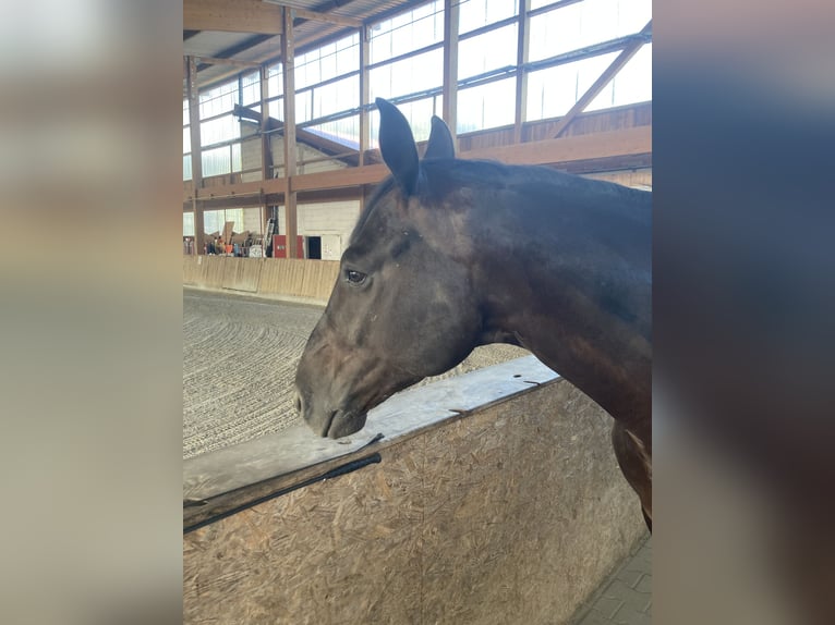 Hannoveriano Caballo castrado 5 años 168 cm Negro in Bersenbrück