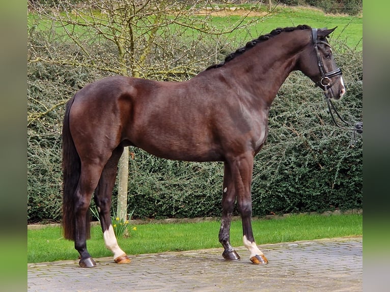 Hannoveriano Caballo castrado 5 años 168 cm Negro in Ostercappeln