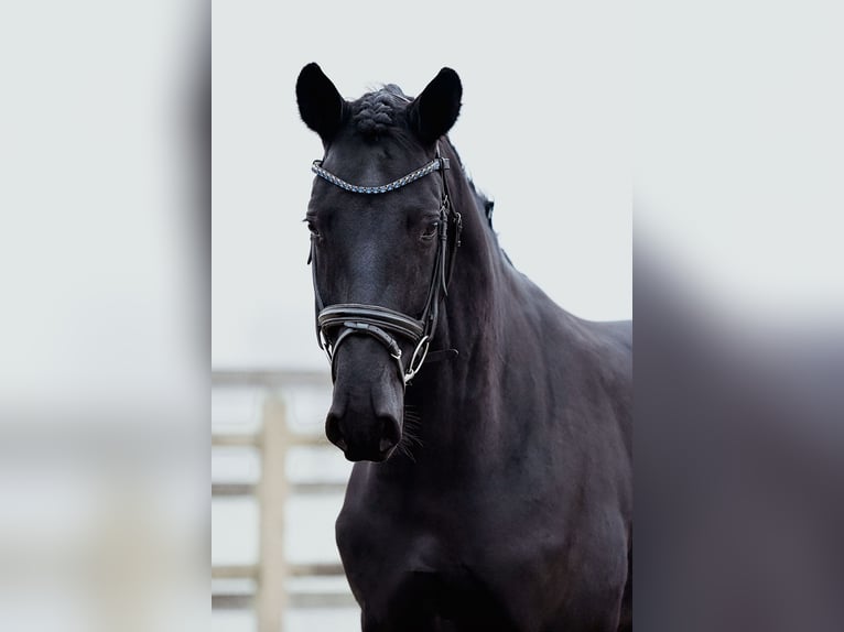 Hannoveriano Caballo castrado 5 años 168 cm Negro in Riedstadt