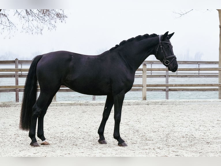 Hannoveriano Caballo castrado 5 años 168 cm Negro in Riedstadt