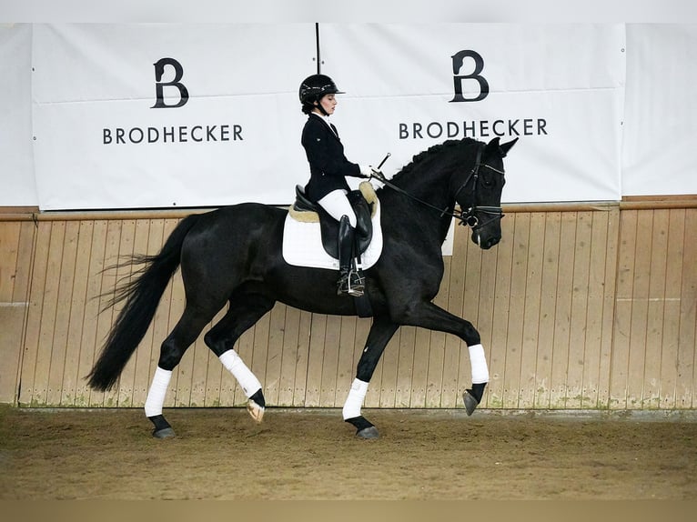 Hannoveriano Caballo castrado 5 años 168 cm Negro in Riedstadt