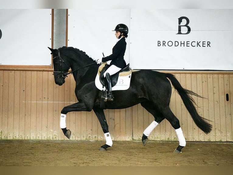 Hannoveriano Caballo castrado 5 años 168 cm Negro in Riedstadt