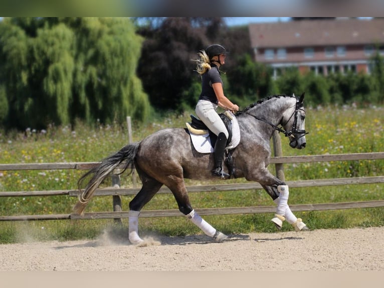 Hannoveriano Caballo castrado 5 años 168 cm Tordo in Fürstenau
