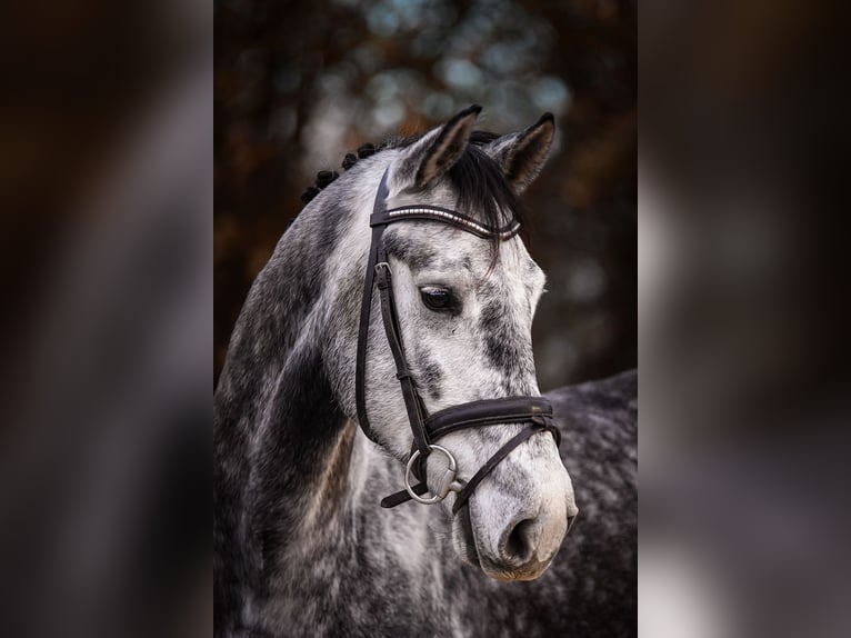 Hannoveriano Caballo castrado 5 años 168 cm Tordo in Riedstadt