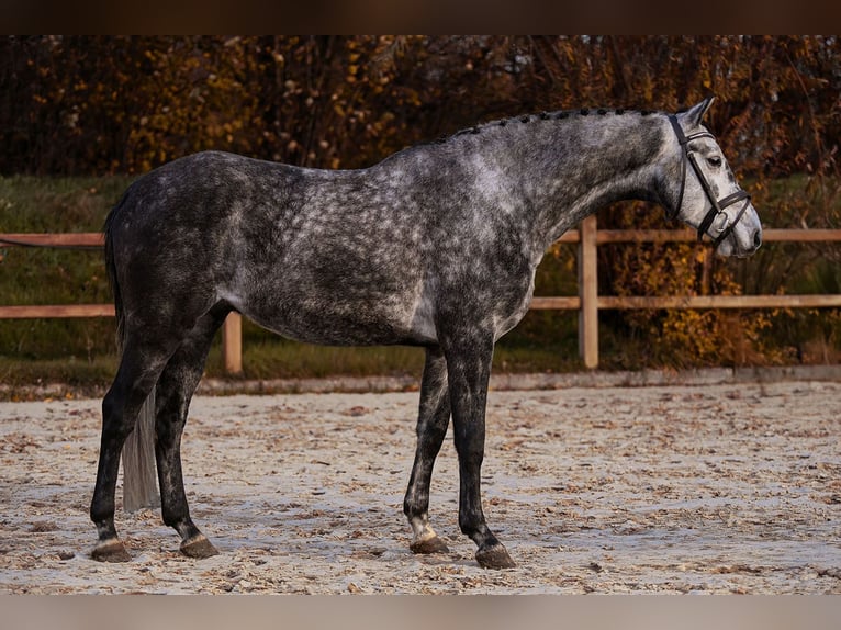 Hannoveriano Caballo castrado 5 años 168 cm Tordo in Riedstadt