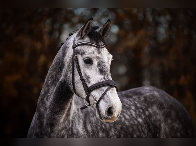 Hannoveriano Caballo castrado 5 años 168 cm Tordo in Riedstadt