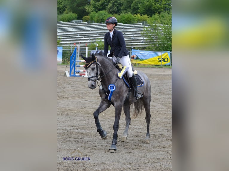 Hannoveriano Caballo castrado 5 años 168 cm Tordo in Rot an der Rot