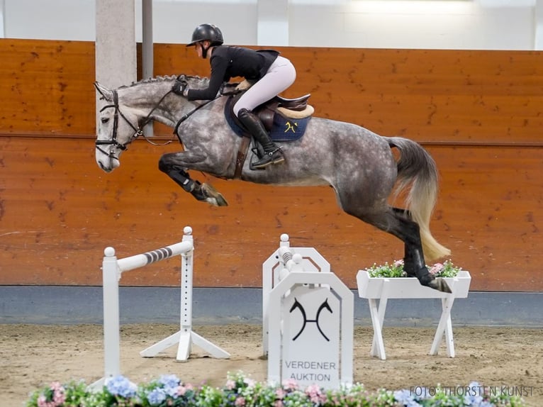 Hannoveriano Caballo castrado 5 años 168 cm Tordo in Verden