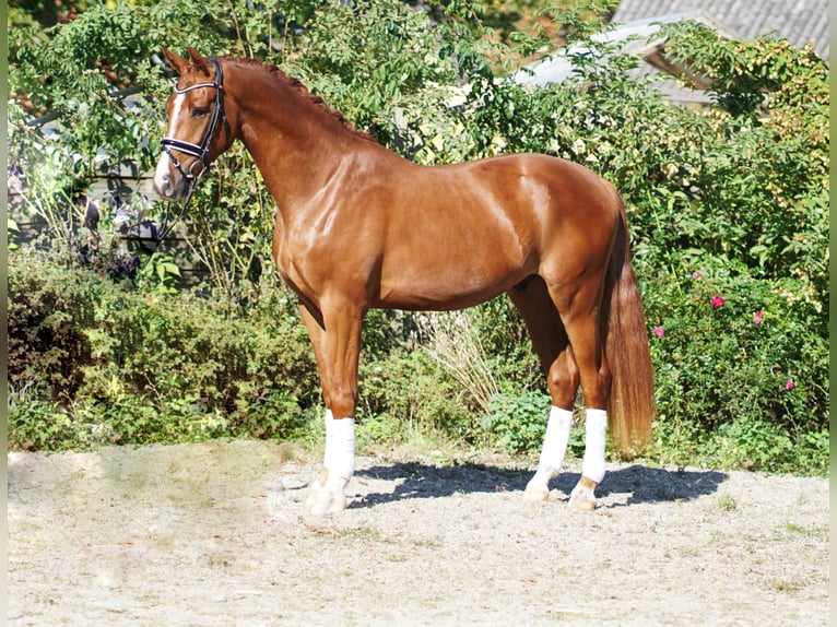 Hannoveriano Caballo castrado 5 años 169 cm Alazán in Hohenfelde