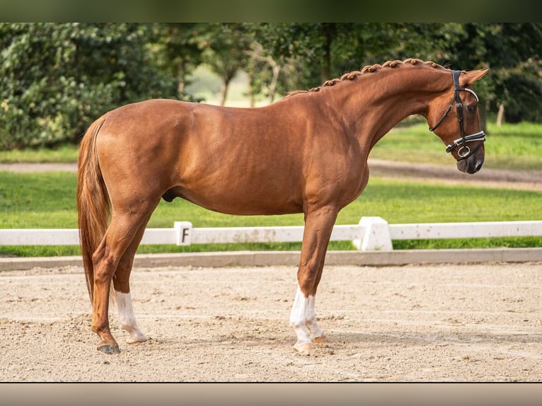 Hannoveriano Caballo castrado 5 años 169 cm Alazán in Dorsten