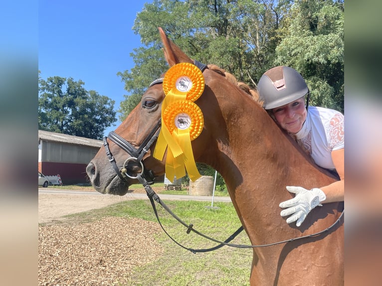 Hannoveriano Caballo castrado 5 años 169 cm Alazán in Vlotho