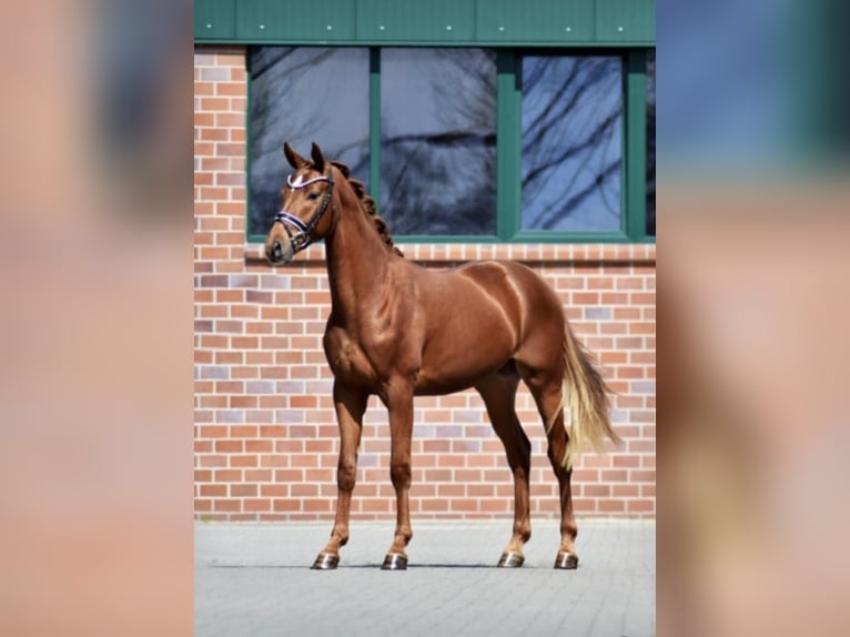 Hannoveriano Caballo castrado 5 años 169 cm Alazán in Schömberg