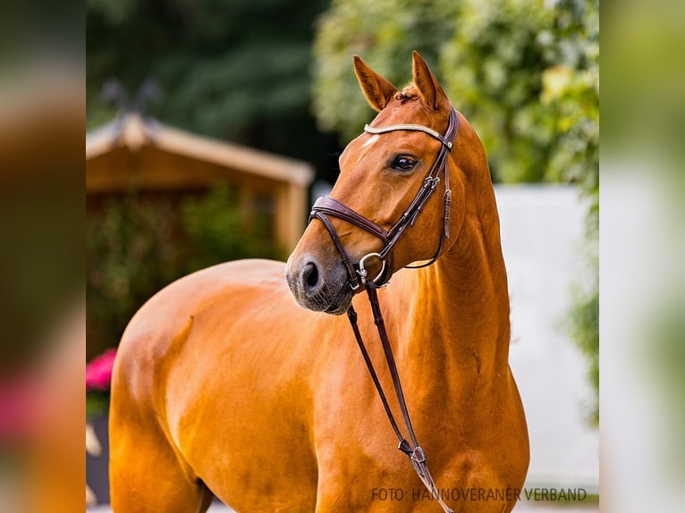 Hannoveriano Caballo castrado 5 años 169 cm Alazán in Verden