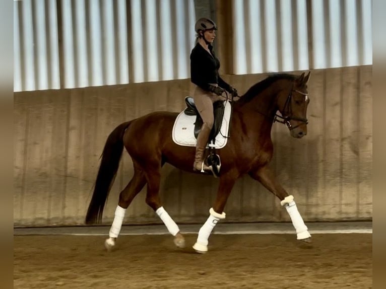 Hannoveriano Caballo castrado 5 años 169 cm Alazán-tostado in Hohenbrunn
