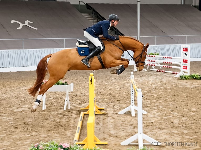 Hannoveriano Caballo castrado 5 años 169 cm Alazán-tostado in Verden