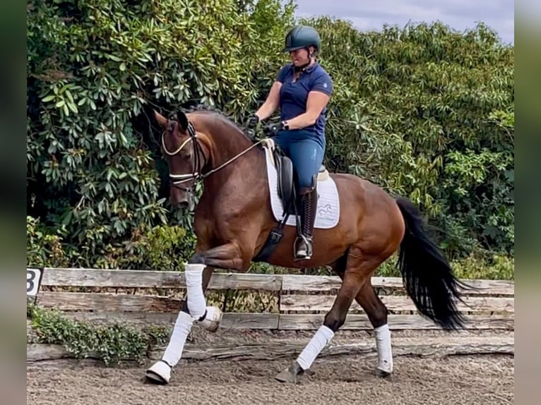 Hannoveriano Caballo castrado 5 años 169 cm Castaño in Bassum