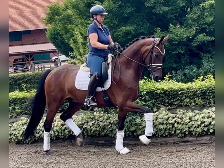 Hannoveriano Caballo castrado 5 años 169 cm Castaño in Bassum