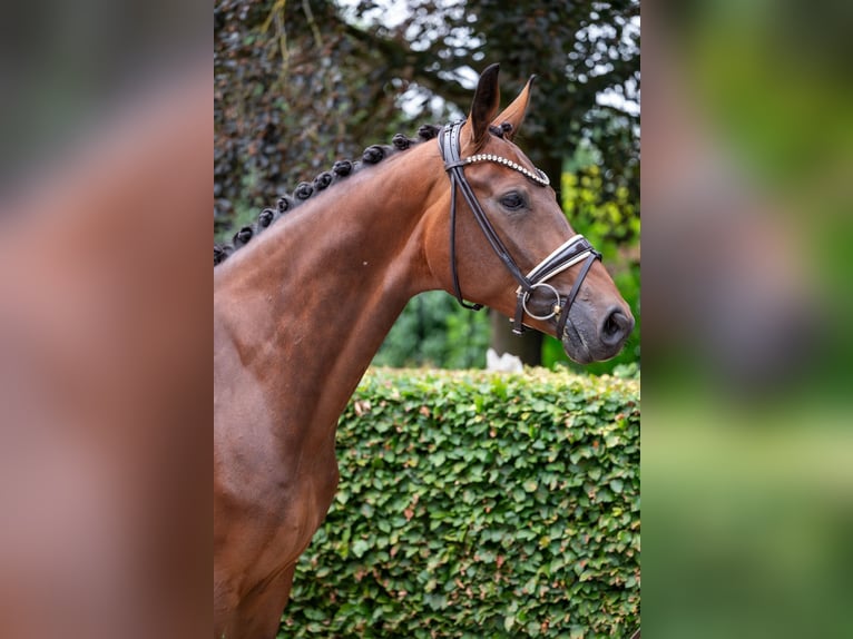 Hannoveriano Caballo castrado 5 años 169 cm Castaño in Bassum